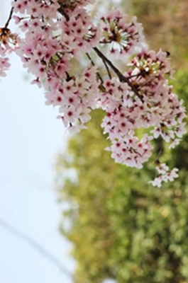 1586768081642792.jpg 桃花_副本.jpg