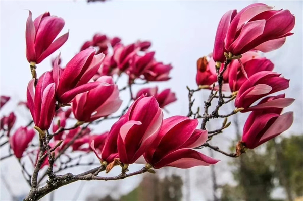 1586768230713600.jpg 玉蘭_副本.jpg