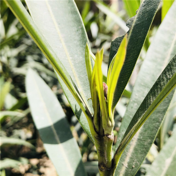 1587003857112657.png 圖片7_副本.png