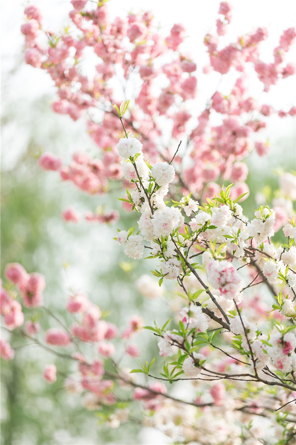 1587471341329988.jpg 4_副本.jpg