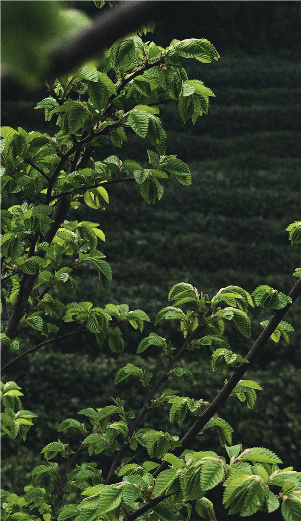 1587471415119289.jpg 6 (2)_副本.jpg