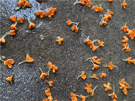 1663204762456029.jpg 圖片2_副本.jpg